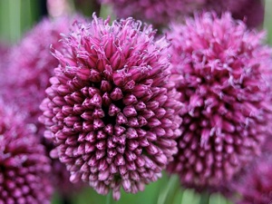 Allium sphaerocephalon