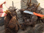 Diviser les bulbes, rhizomes et autres tubercules