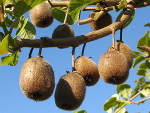 Les meilleures vari�t�s de kiwis