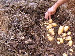 Pommes de terre : butter ou pailler ?
