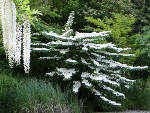 Arbres et arbustes d'exception � Saint-Jean de Beauregard
