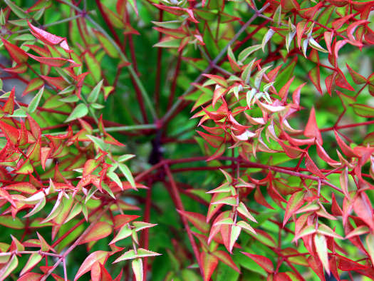 Nandina+Domestica+Gulf+Stream ... com explains how to prune heavenly bamboo or nandina domestica