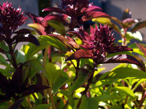 Basilic pourpre sur le point de fleurir