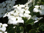 Cornus kousa