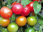 Tomates anciennes et m�connues