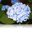Hortensia 'France Bleu'
