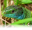 Lezard vert