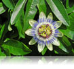 Fleur de passiflore