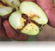 Pomme malade