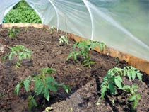 Plants de tomates sous serre