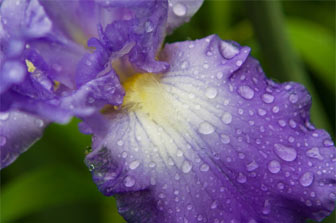 Iris sous la pluie