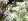 Choisya White Dazzler