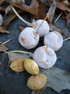 Ginkgo : ovules mûrs et graines