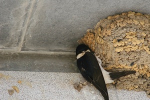 Hirondelle de fenêtre et son nid