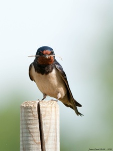 Hirondelle rustique