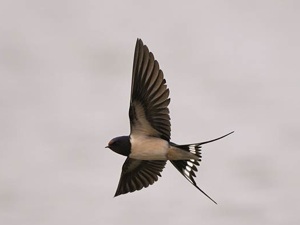 Hirondelle rustique en vol