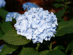 Hortensia 'France Bleu'