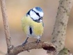 M�sange bleue : accueillez-la au jardin !