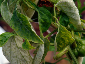 N'arrosez pas le feuillage des tomates !