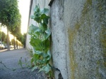 Sauvages de ma rue : r�sultats des observations
