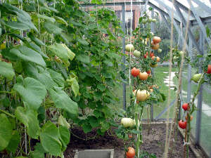 Tomates sous serre froide