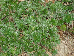 Alchemilla alpina