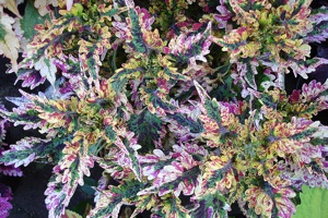 Coleus 'Paisley Shawl'