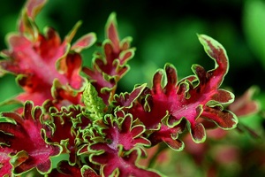 Coleus à feuillage ondulé