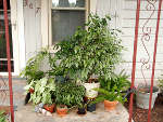 Plantes d'int�rieur : mettez-les dehors !