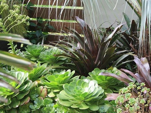 Aeonium canariense