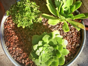 3 espèces d'aeoniums en pot