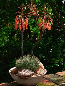 Aloe aristata