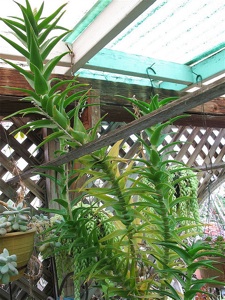 Aloe ciliaris
