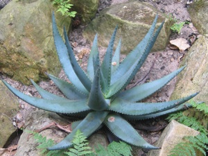 Aloe ferox