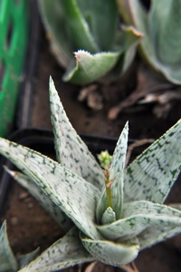Aloe rauhii 'Snow Flake'