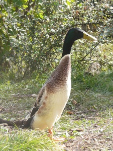 Canard coureur indien