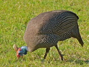 Pintade (Numida meleagris)