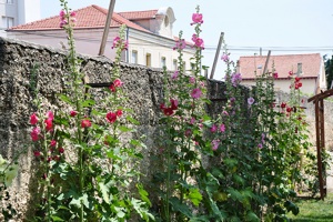 Roses trémières