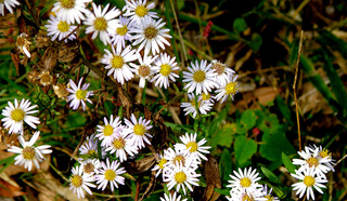 Aster ageratoides