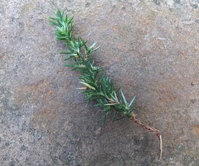 Bouture de Juniperus (bouture en talon)