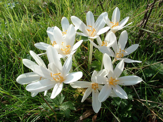 Colchiques blanc
