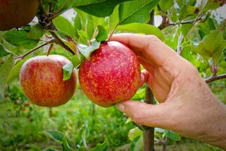 Pomme mûre pour la cueillette