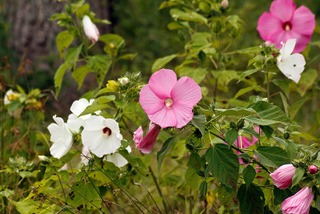 Hibiscus moscheutos