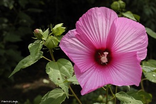 Hibiscus moscheutos - Fleur
