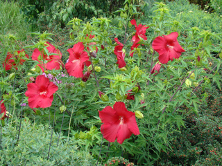 Hibiscus moscheutos - Massif