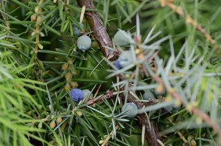Juniperus communis