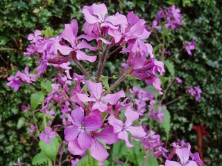 Lunaire - Fleurs