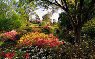 Rhododendrons sous les arbres