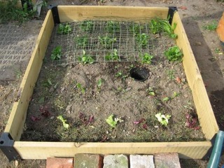 Sol pauvre - Potager