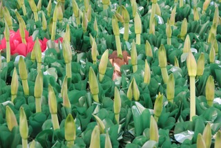 Amaryllis - Jardinerie